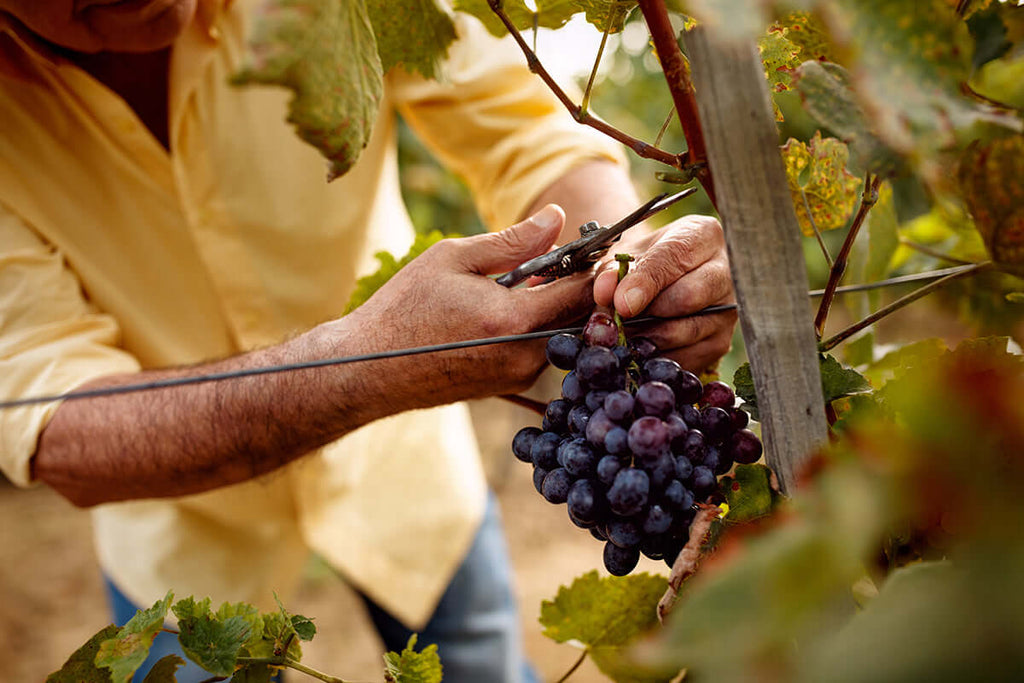 Uvas tintas gallegas: sus variedades y los vinos que producen