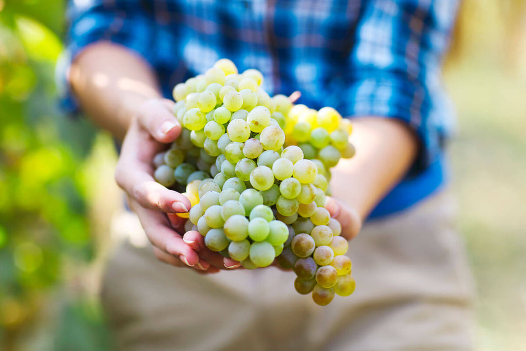 Uvas blancas gallegas: cuáles son y en qué vinos se utilizan