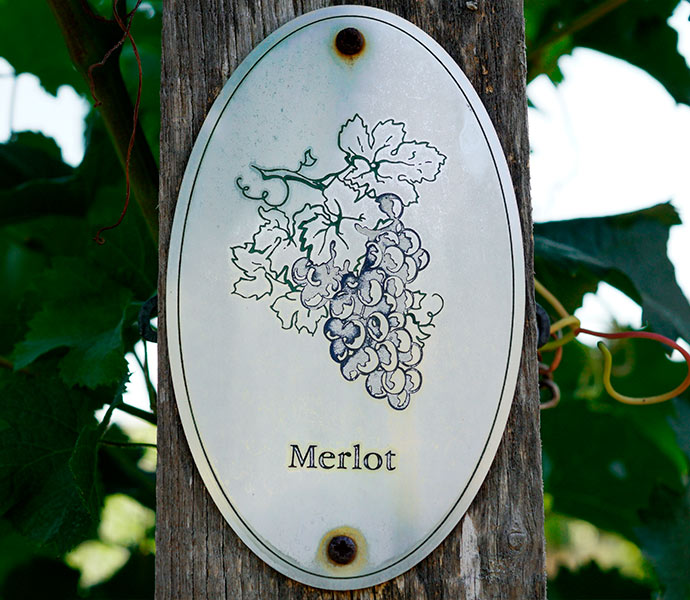 Origen vino Merlot